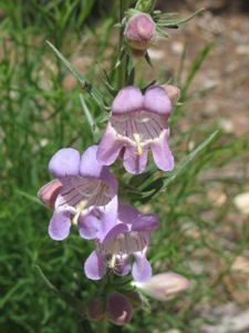 Penstemon spp.